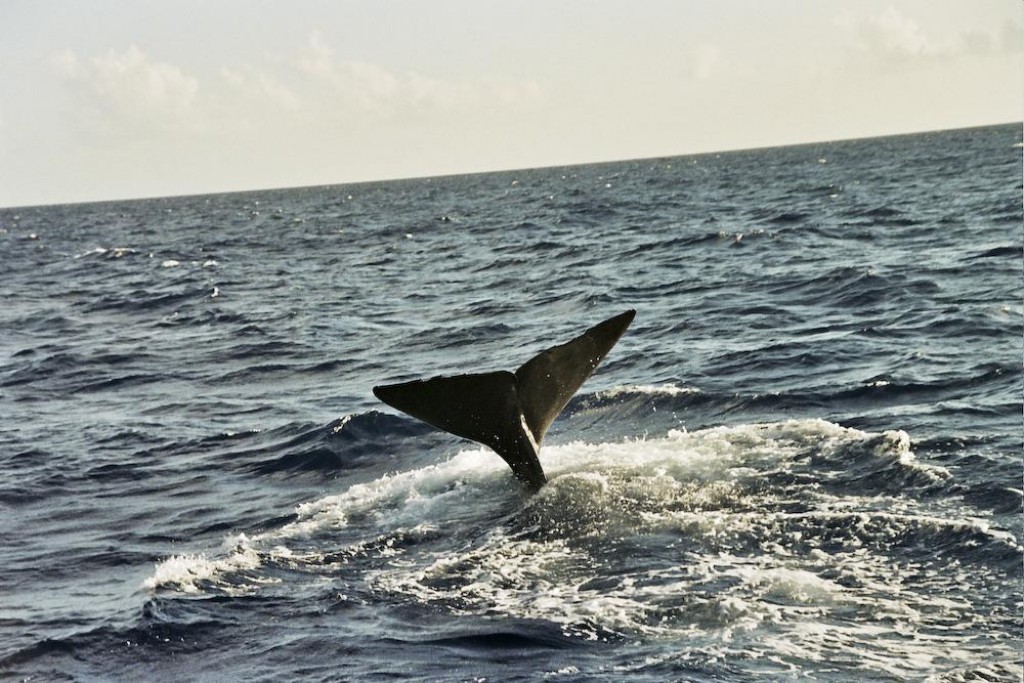 We went whalewatching with Dive Dominica and had a great day.